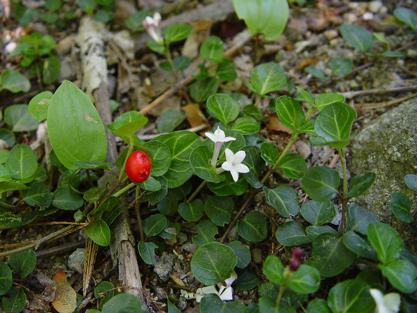 Mitchella repens