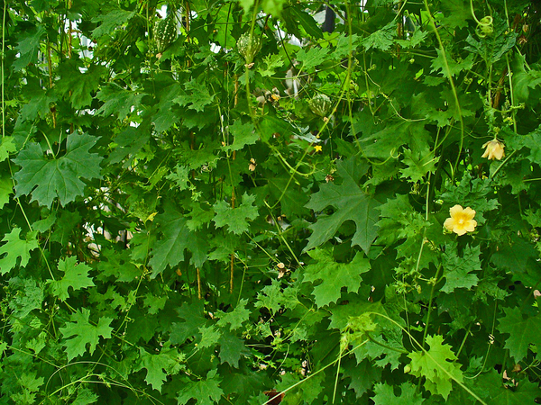 Momordica balsamica