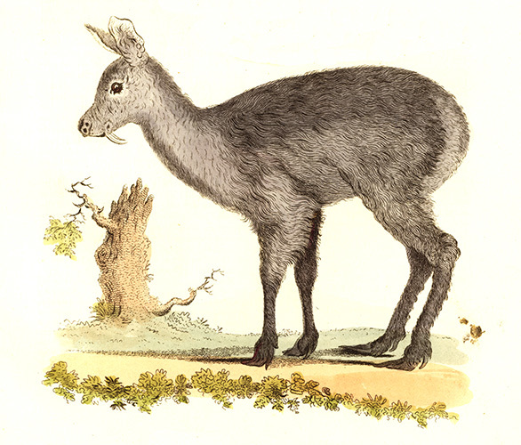 Moschus