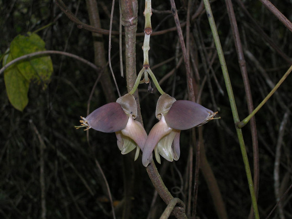 Mucuna urens