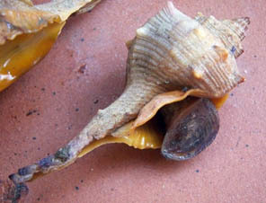 Murex purpurea