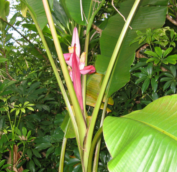 Musa