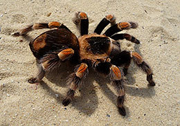 Mygale lasiodora