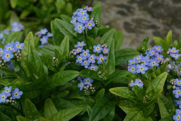 Myosotis symphytifolia