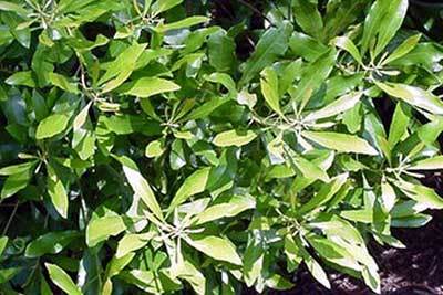 Myrica cerifera