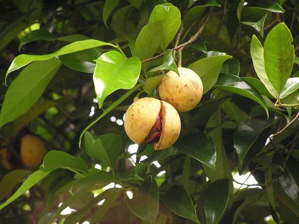 Myristica sebifera