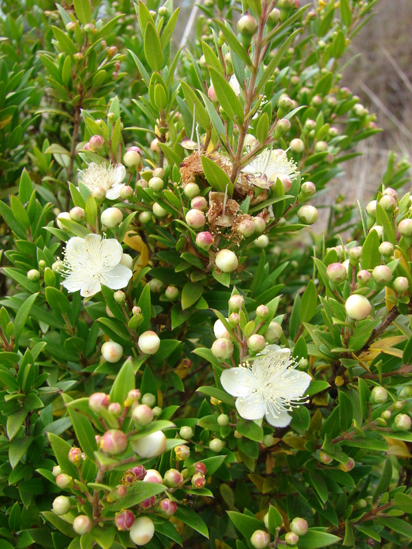 Myrtus communis
