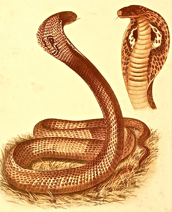 Naja tripudians