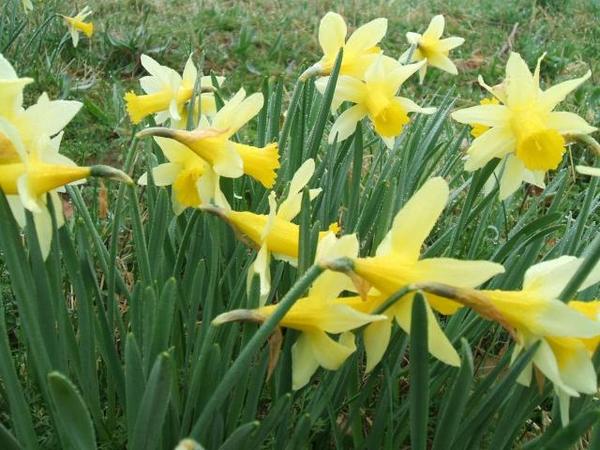 Narcissus pseudonarcissus