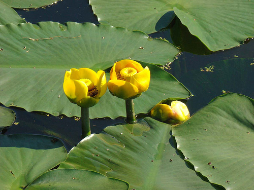 Nuphar luteum