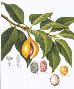 Nux moschata