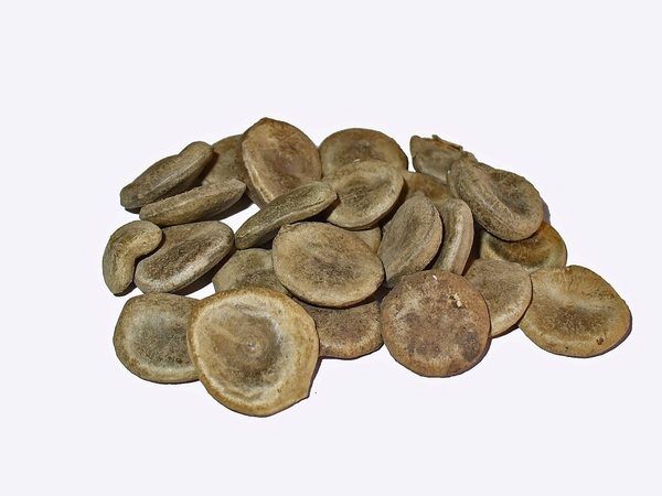 Nux vomica