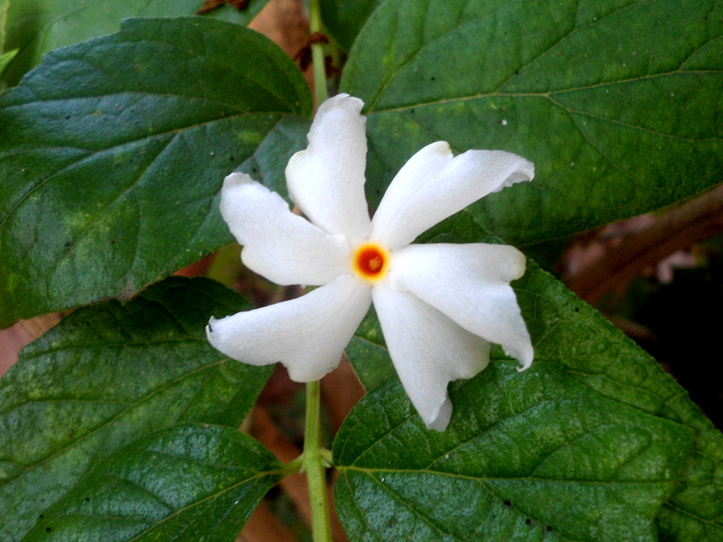 Nyctanthes arbor tristis