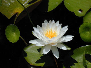 Nymphaea odorata