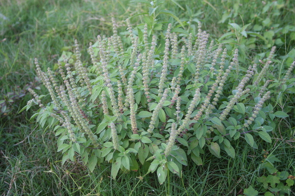 Ocimum canum
