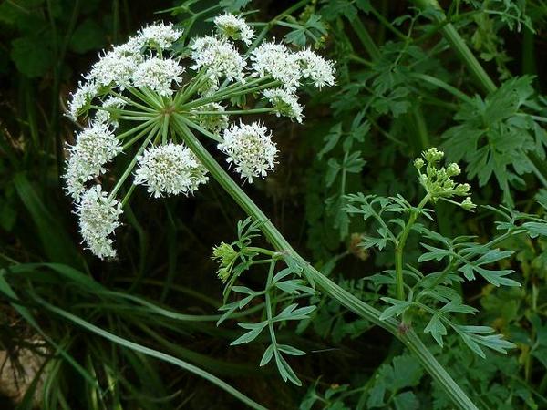 Oenanthe crocata