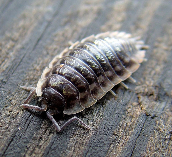 Oniscus asellus