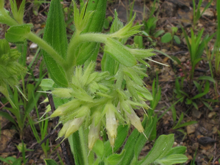 Onosmodium virginianum