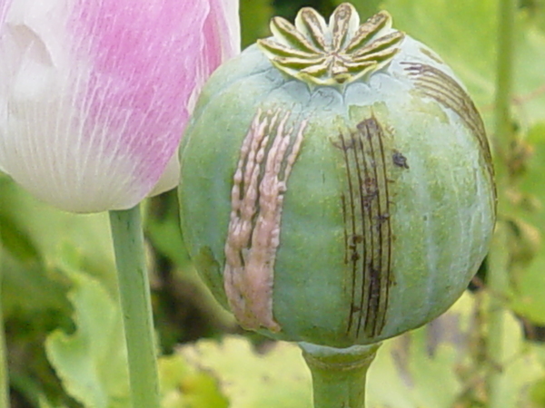 Opium