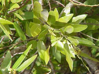 Oreodaphne californica