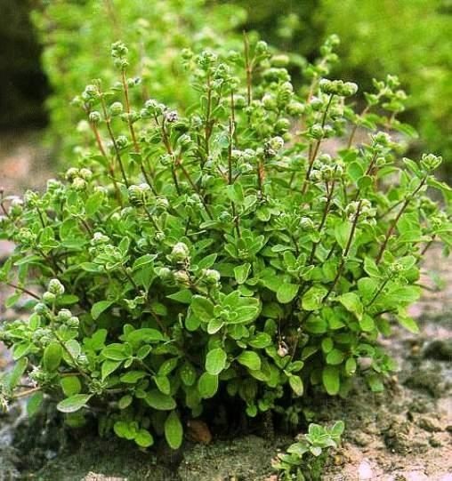 Origanum majorana