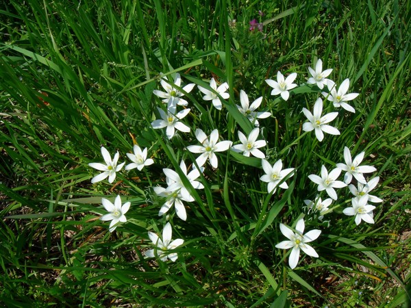 Ornithogalum umbellatum