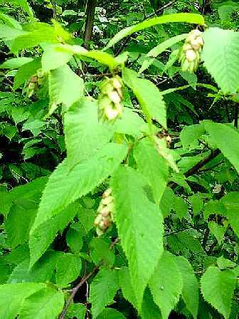 Ostrya virginica