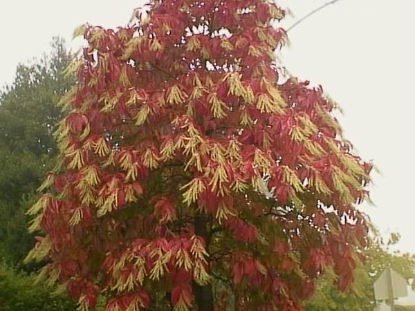 Oxydendron arboreum