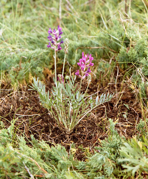 Oxytropis lamberti