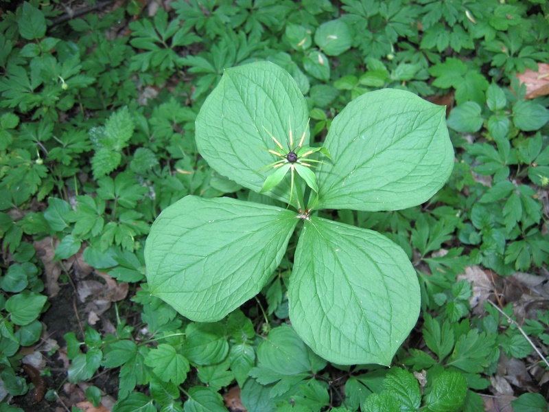 Paris quadrifolia