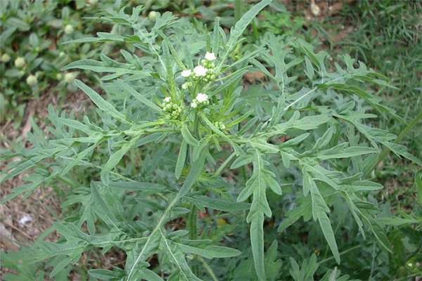 Parthenium hysterophorus