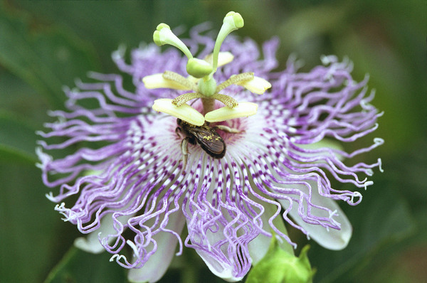 Passiflora incarnata
