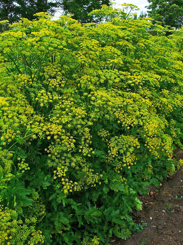Pastinaca