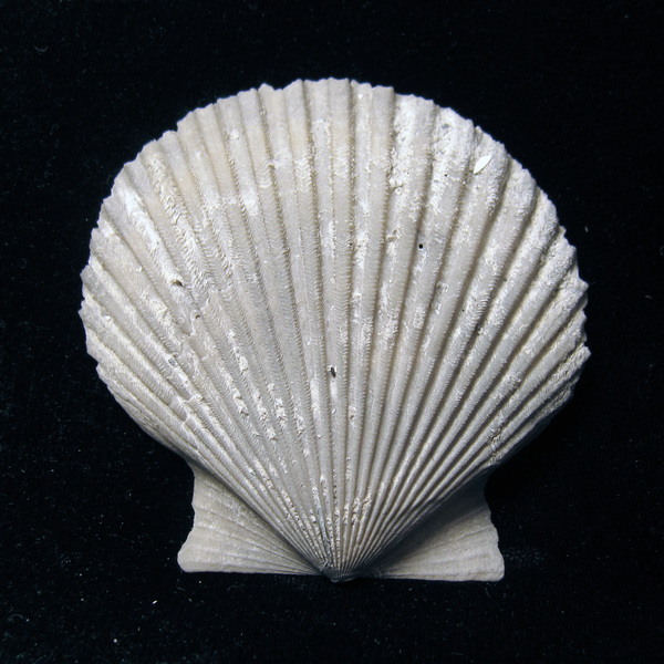 Pecten