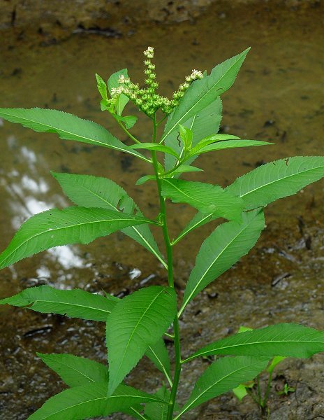 Penthorum sedoides