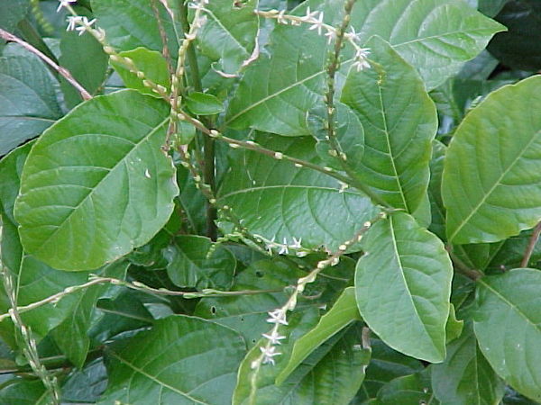 Petiveria