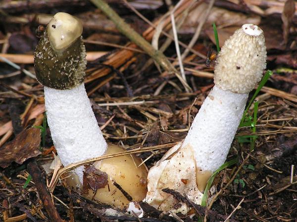 Phallus impudicus