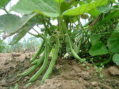 Phaseolus nanus