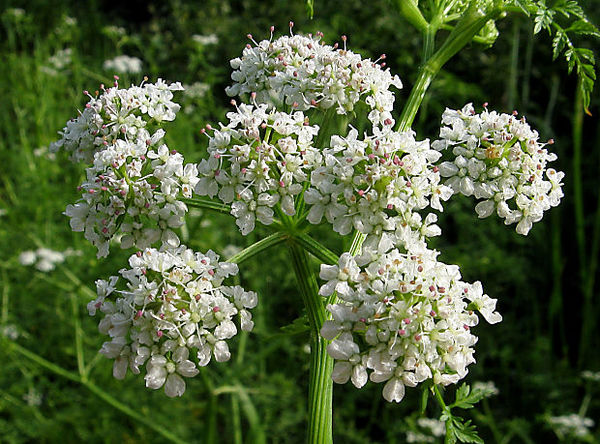 Phellandrium aquaticum