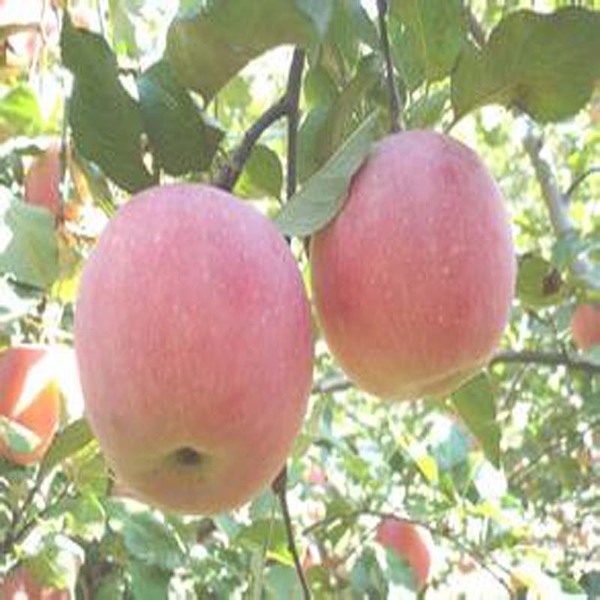 Phlorizinum