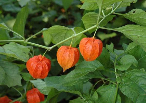 Physalis alkekengi