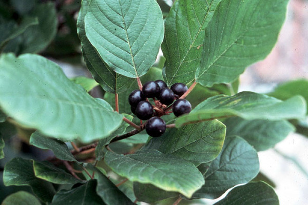 Physostigma venenosum
