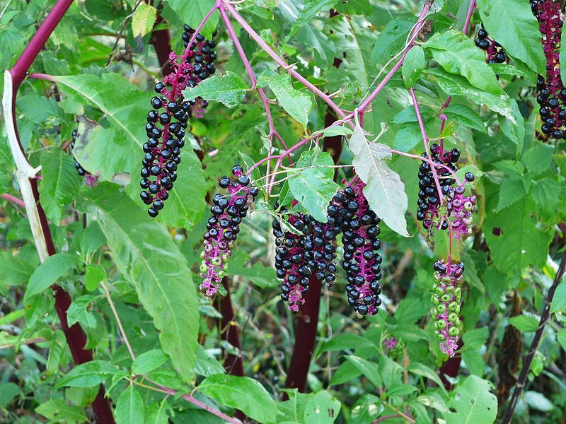 Phytolacca decandra