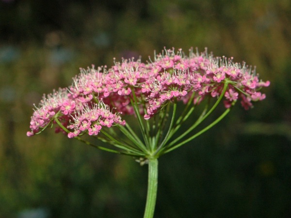Pimpinella
