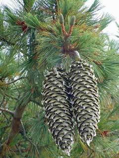 Pinus lambertiana