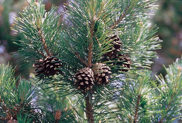 Pinus silvestris