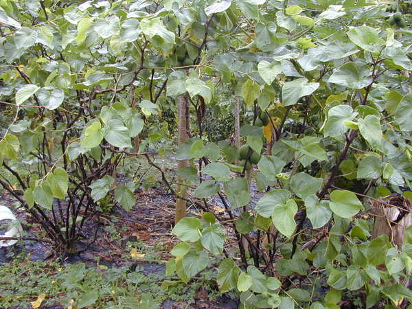Piper methysticum