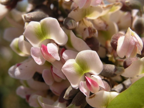 Piscidia