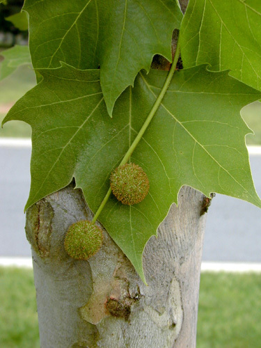 Platanus occidentalis