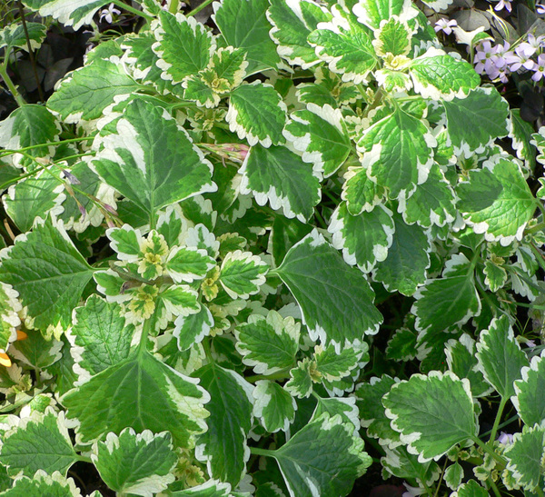 Plectranthus